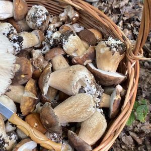 Hidden gems of Sakaura valley